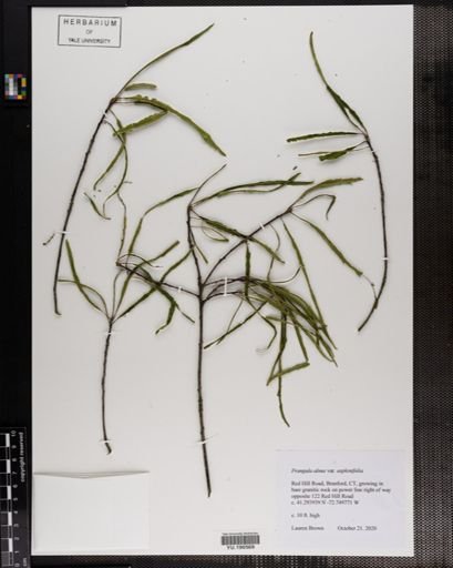 Plantae