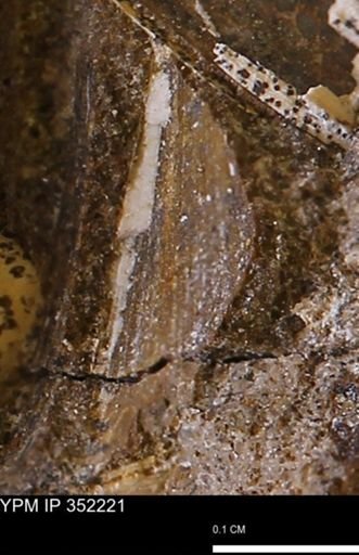 undet. Bivalvia