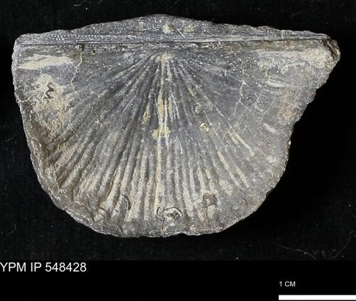 Stropheodonta kemperi
