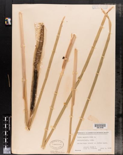 Typha angustifolia