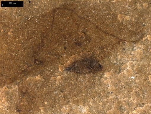taxon undetermined