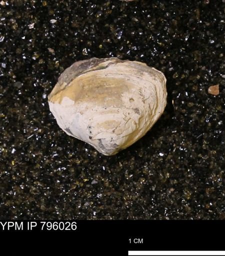 Spisula elliptica