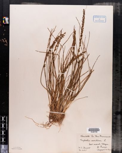 Triglochin maritima