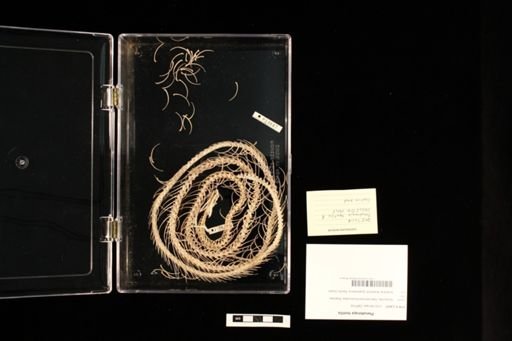 Pseudonaja textilis