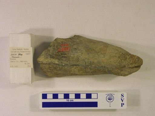 Teleoceras sp.