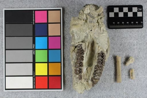 Mesohippus bairdi