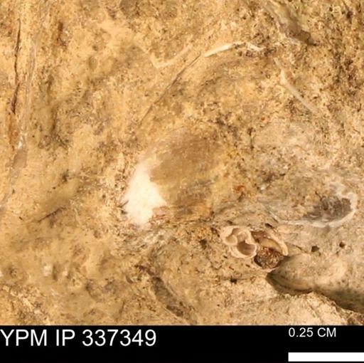 undet. Bivalvia