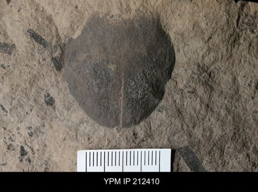 Pterygotus (Acutiramus) sp.