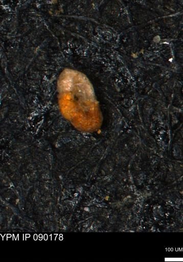 Miliammina manitobensis