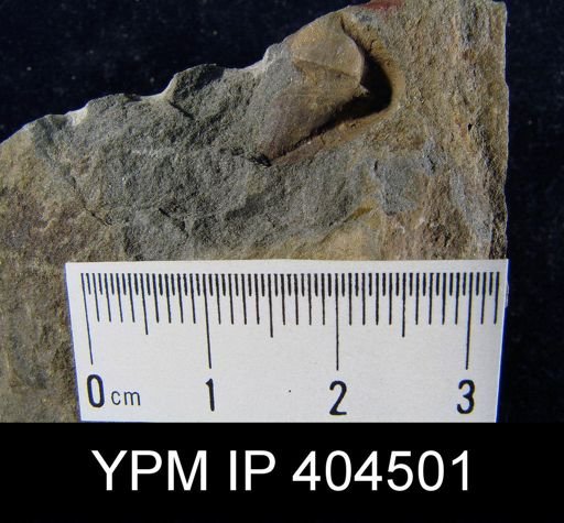 Cyrtina sp.