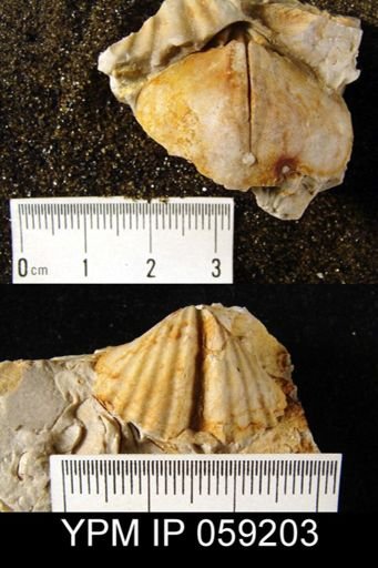 Spirifer sp.