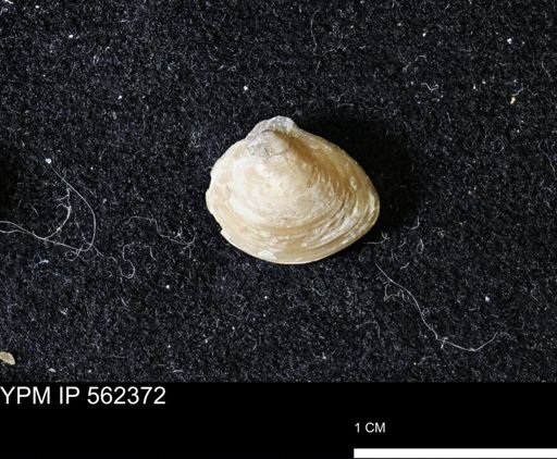 Limopsis striatopunctatus