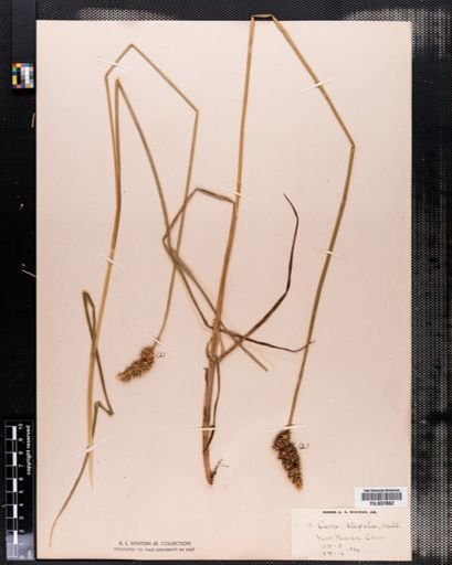 Carex stipata