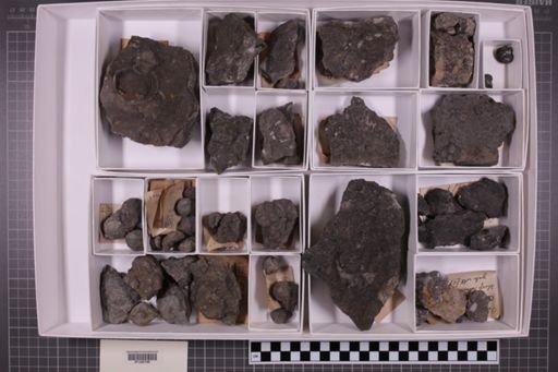 mixed taxa, stratigraphic collection
