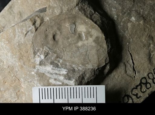 Erieopterus eriensis