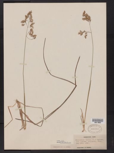 Anthoxanthum nitens