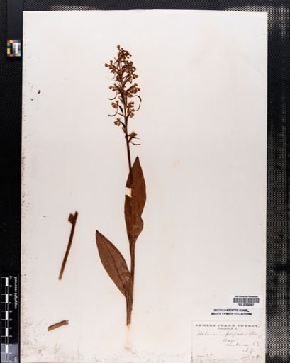 Habenaria