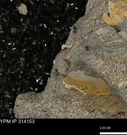undet. Scaphopoda