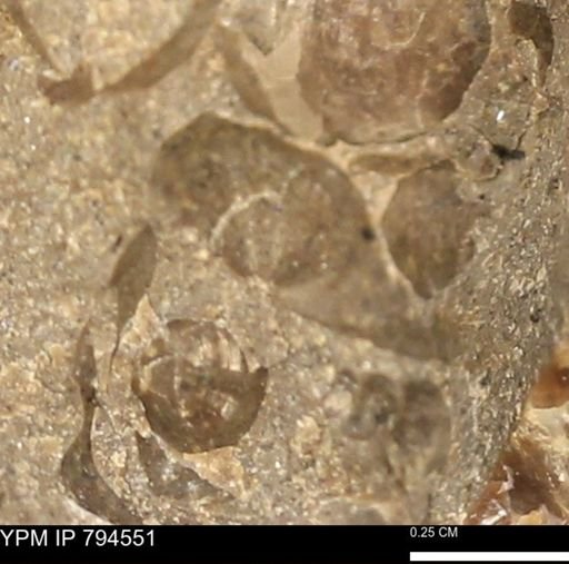 Protocardia subquadrata