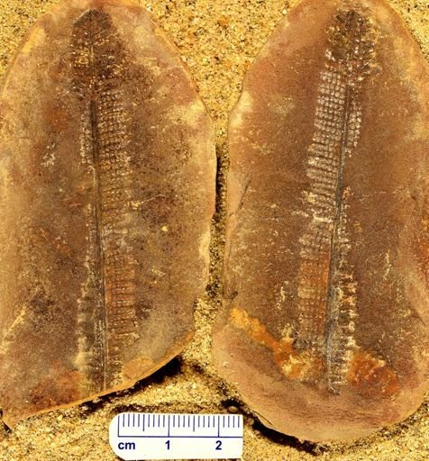 Pecopteris sp.