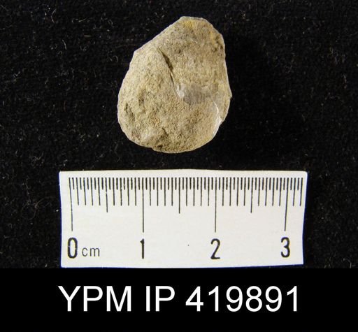 Atrypa reticularis