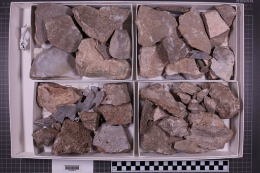 mixed taxa, stratigraphic collection