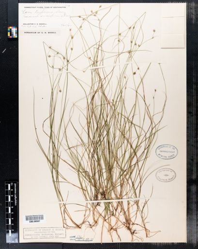 Carex trisperma