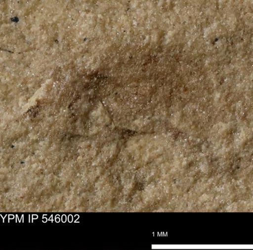 taxon undetermined