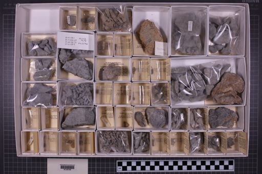 mixed taxa, stratigraphic collection