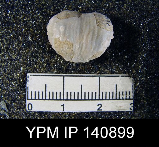 Marginifera typica