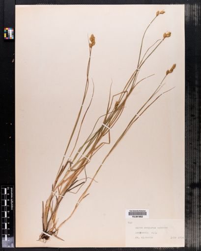 Carex scoparia