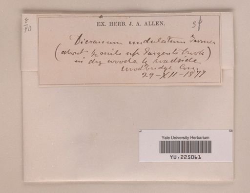 Dicranum undulatum
