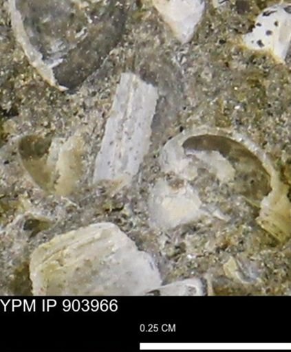 undet. Bivalvia