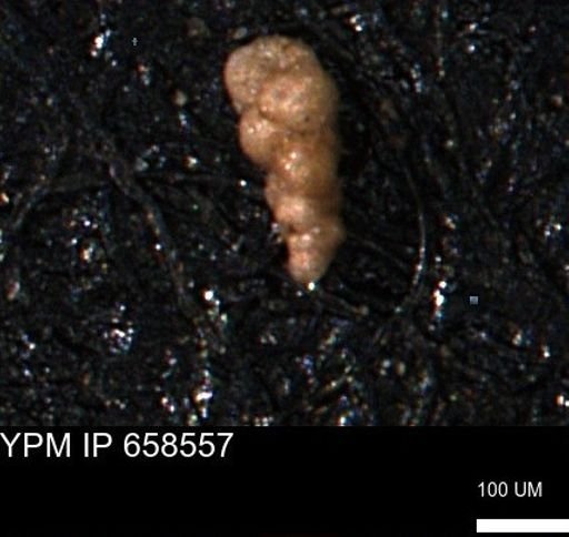 Verneuilinoides kansasensis