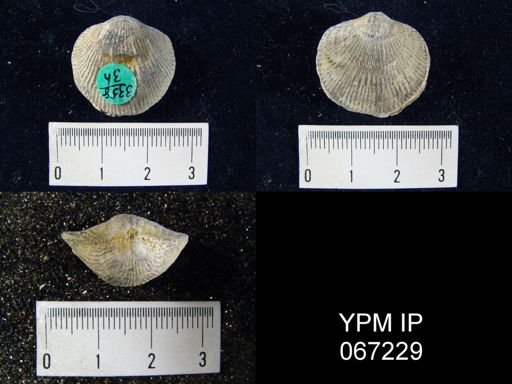 Atrypa reticularis