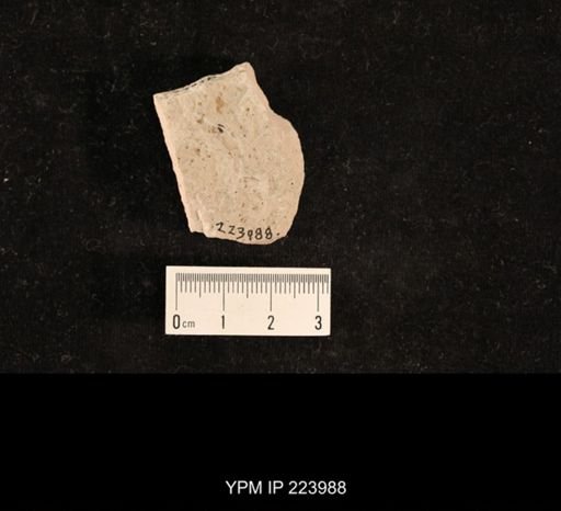 Dichentomum tinctum