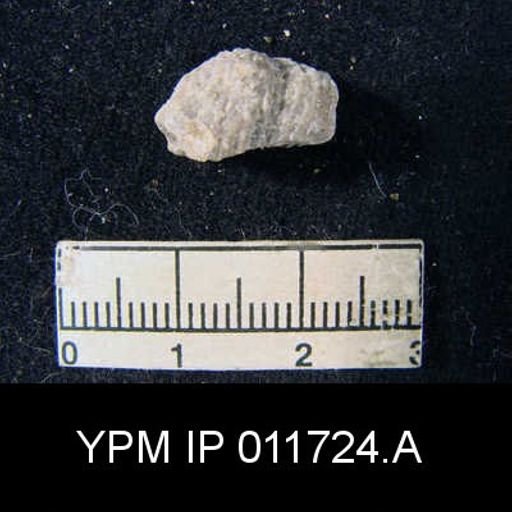 Marginifera reticulata