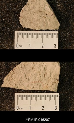 Palaeomantis sp.