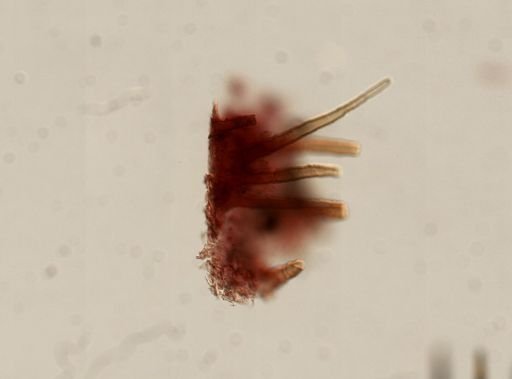 Aplysilla sp.