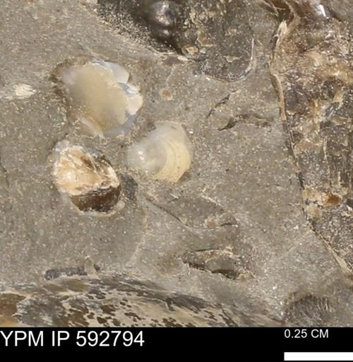 Protocardia?