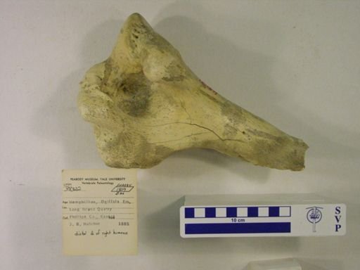 Rhinocerotidae