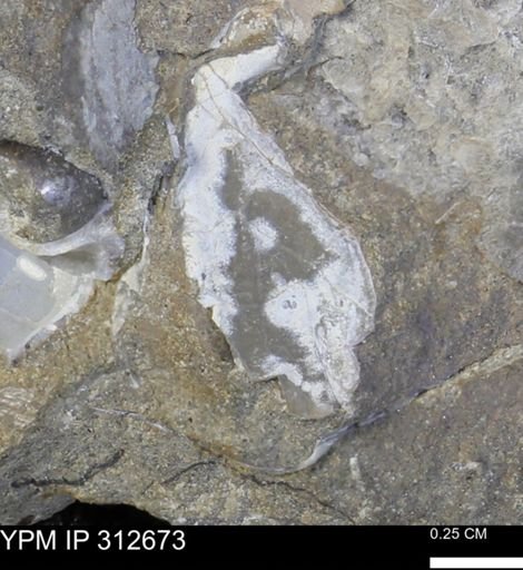 Phelopteria linguaeformis