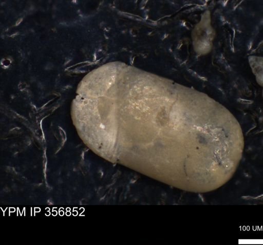 undet. Ostracoda