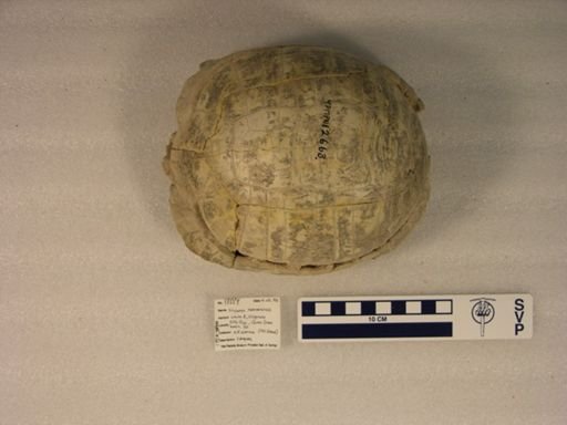 Stylemys nebrascensis