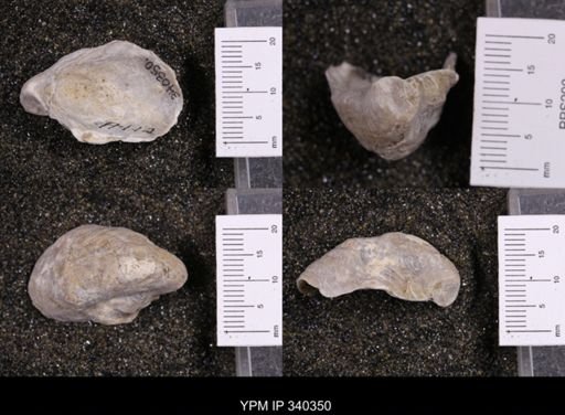 Gryphaea marcoui