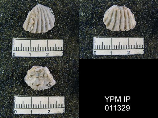 Meekella skenoides