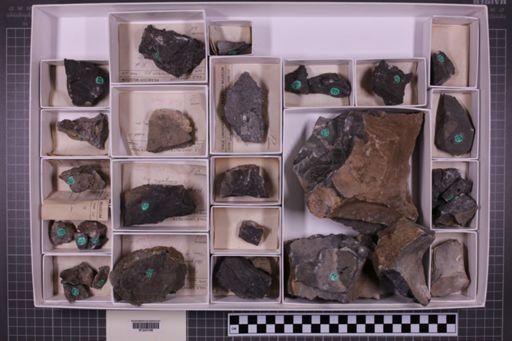 mixed taxa, stratigraphic collection