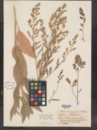 Plantae