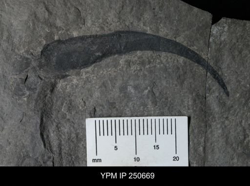 Carcinosomatidae?