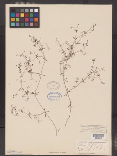 Galium trifidum